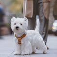 Load image into Gallery viewer, Luxury Leather Leash & Harness- Stylish Walking Leash