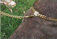 Load image into Gallery viewer, Stylish Stainless Steel Dog Cat Collar | Gold-Tone Chain Design