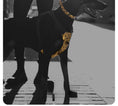 Load image into Gallery viewer, Dog Harness Luxury Shining Collar Set - Fashionable Pet Walking Accessories