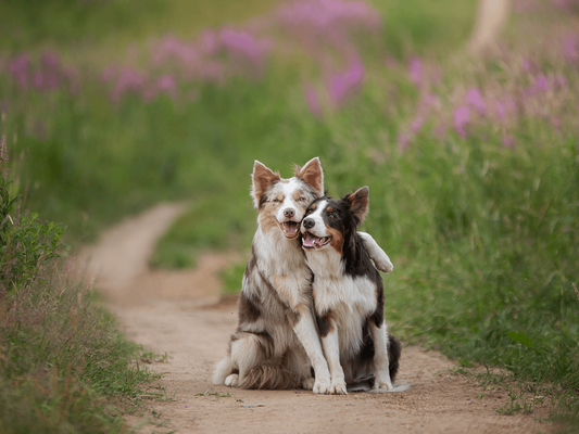 Mastering the Art of Pet Care: A Guide to Happy, Healthy, and Harmonious Living