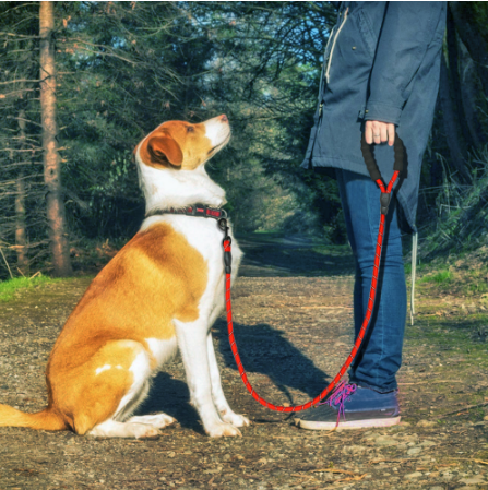 Reflective Nylon Dog Leash - Walking and Training Rope for Small, Medium, and Large Dogs | Pet Supplies