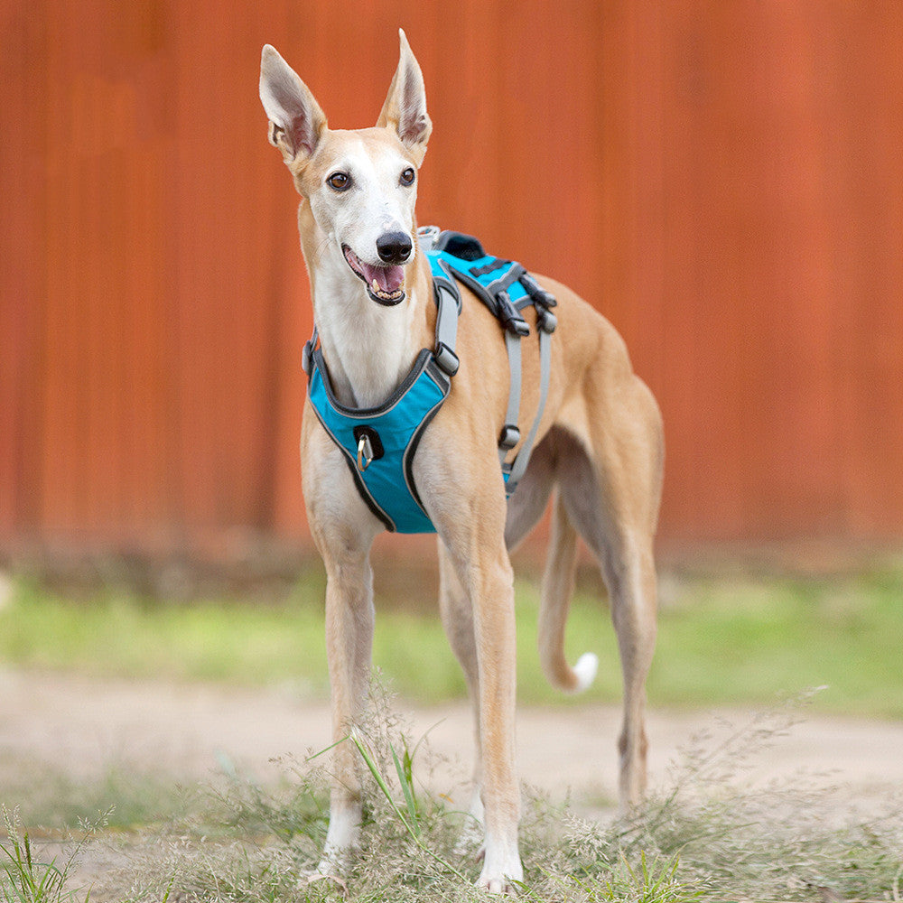 Vest Style Pet Chest Harness