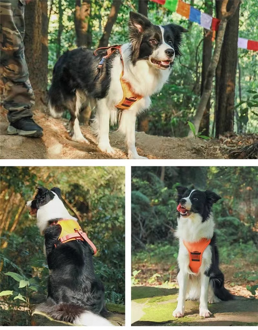 New Retractable Dog Harness with Leash: Innovative Design for Walking