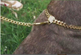 Load image into Gallery viewer, Stylish Stainless Steel Dog Cat Collar | Gold-Tone Chain Design
