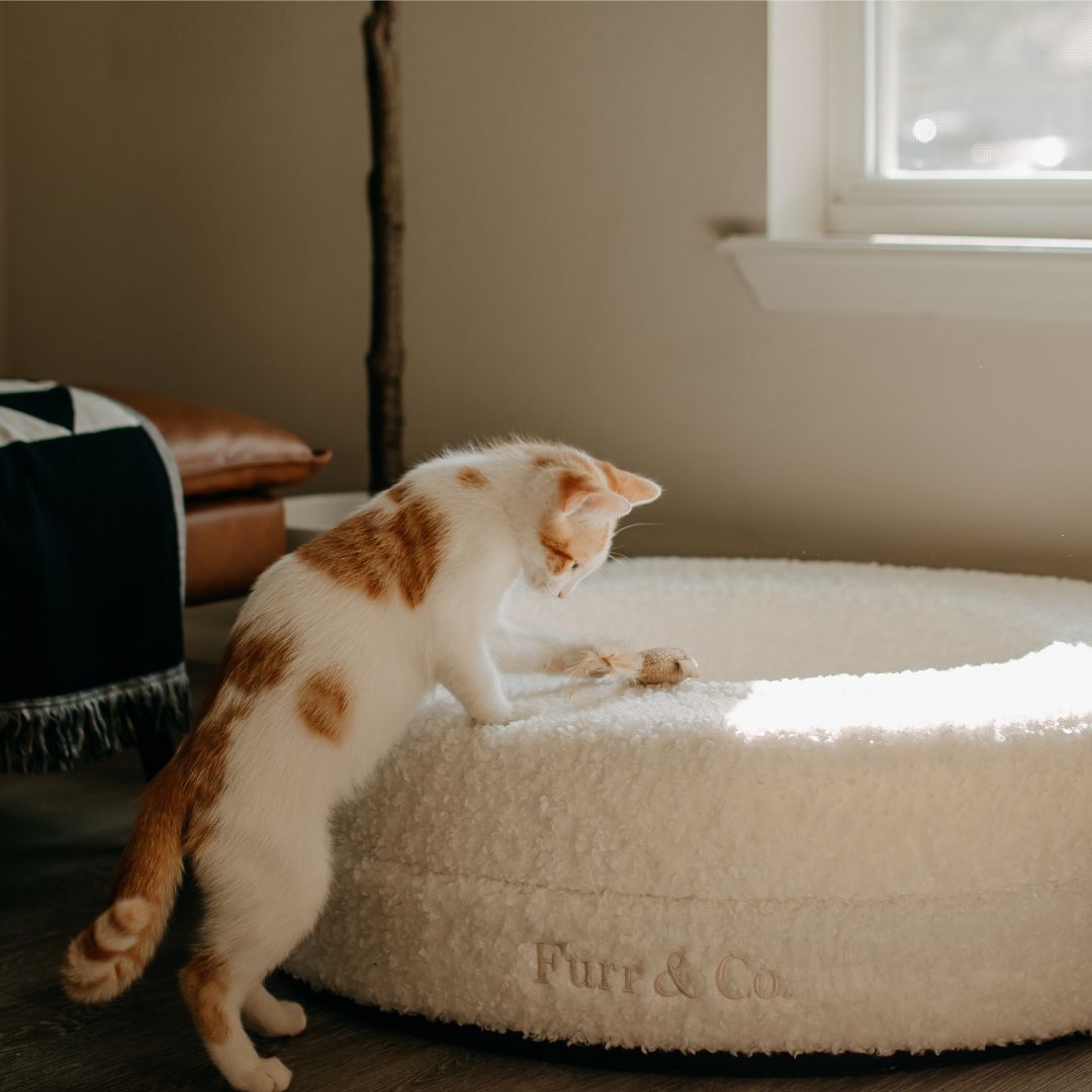 The Luxe Bouclé Nest – Orthopedic Pet Bed