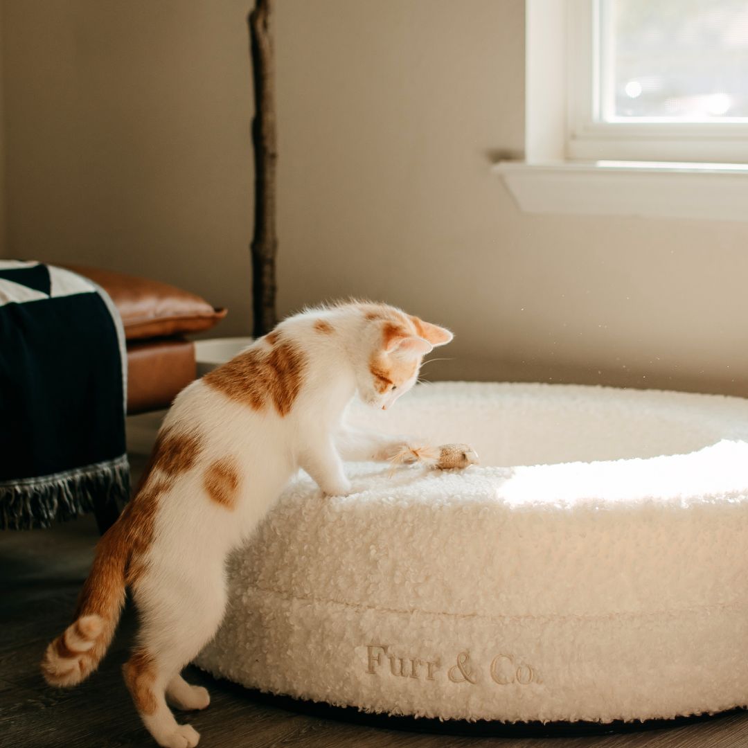 The Luxe Bouclé Nest – Orthopedic Pet Bed