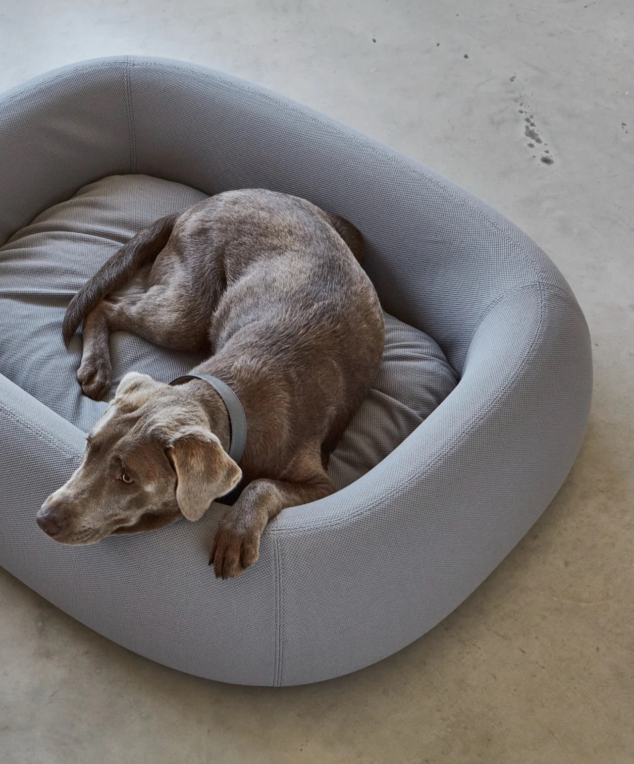 Nuvola - Supreme Cloud Comfort for Your Dog