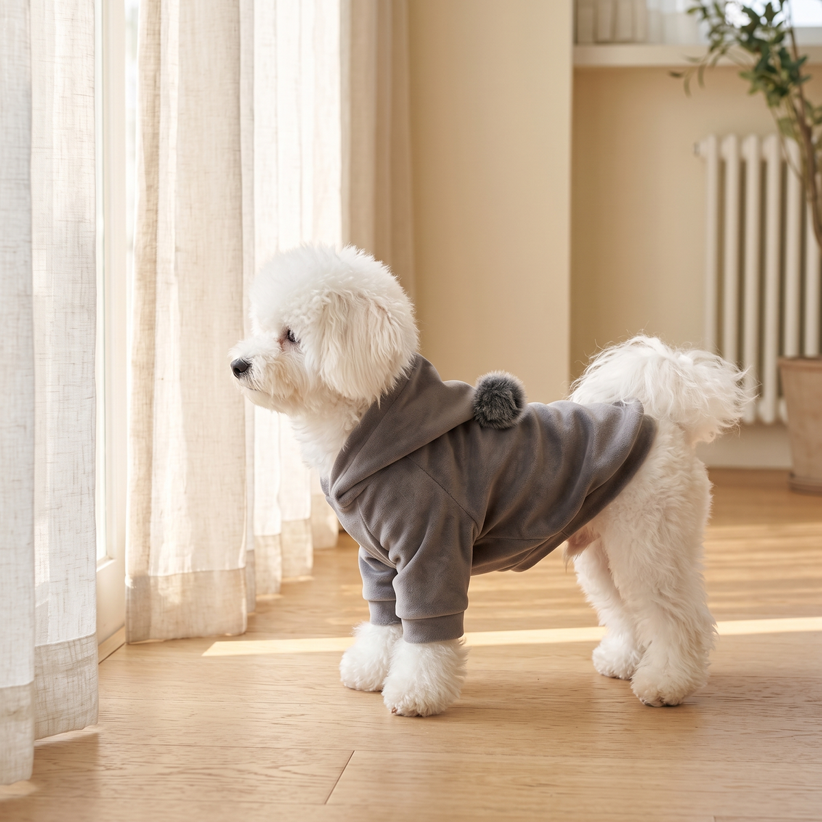 Small white dog in the gray Gstaad Velour Hoodie standing by a sunlit window